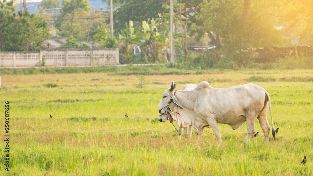Cow in the field Cow in the field