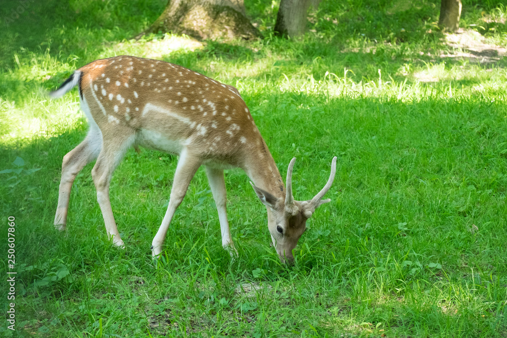 Junger Damhirsch (Dama dama) auf grüner Wiese