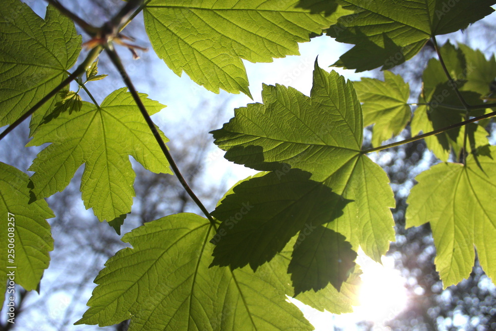 Silhouette of leaves from a sycamore maple tree in the April sun Silhouette of leaves from a sycamore maple tree in the April sun