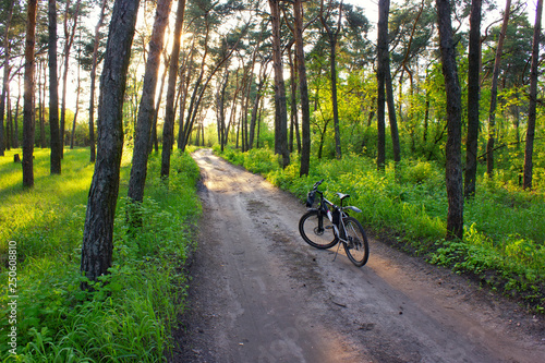 Bike on the road in the forest