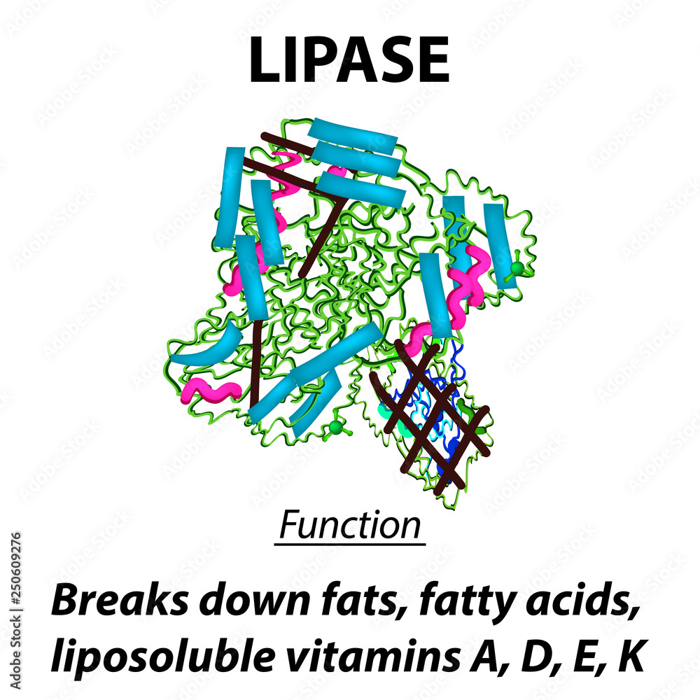 Molecular structural chemical formula Lipase. Functions of the enzyme