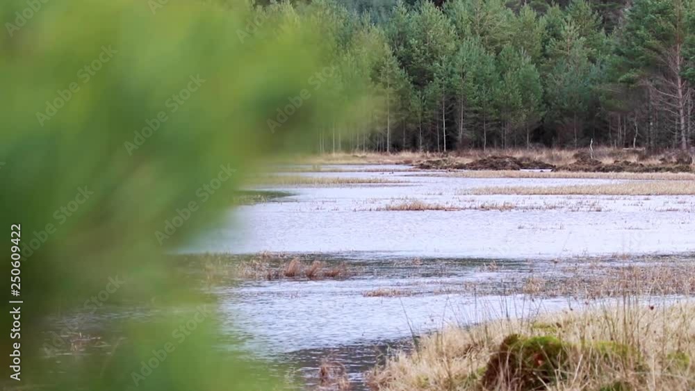 panning shot of Scottish loch during winter and high winds with ducks in pond. panning shot of Scottish loch during winter and high winds with ducks in pond.