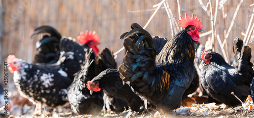 A flock of hens, chickens and rooster roam freely in a yard