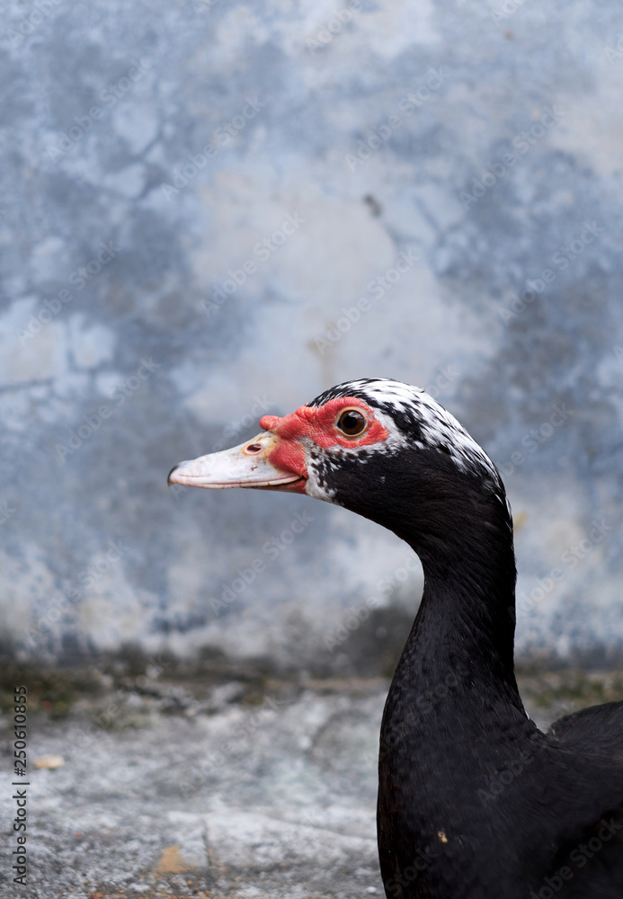 Closeup of western duck on grey wall background Closeup of western duck on grey wall background