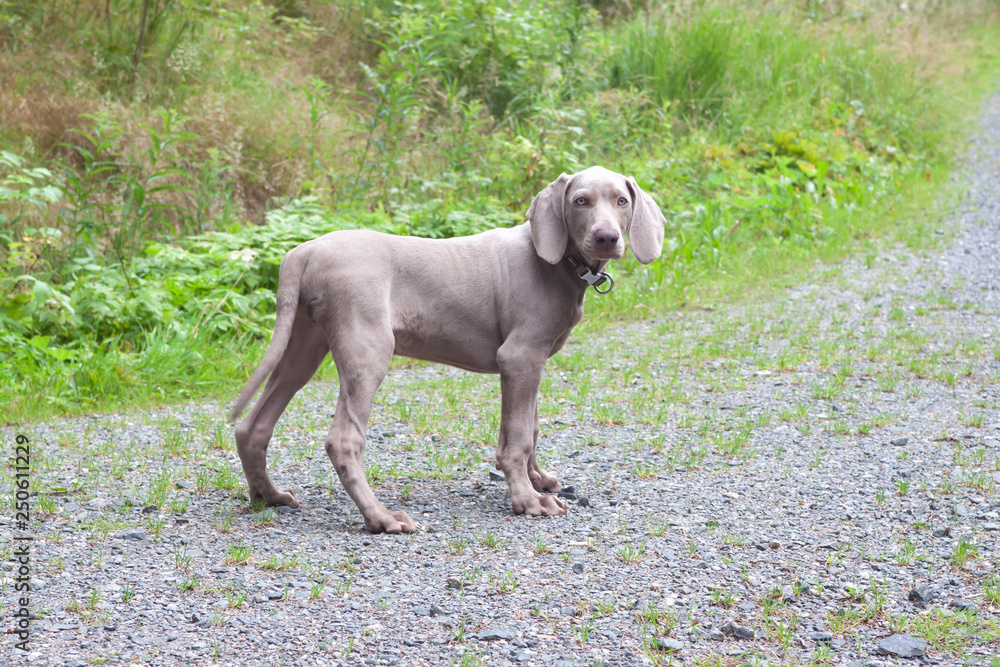 weimaraner puppy