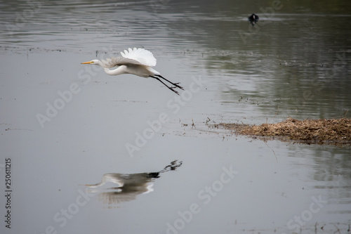 Great-egret in flight