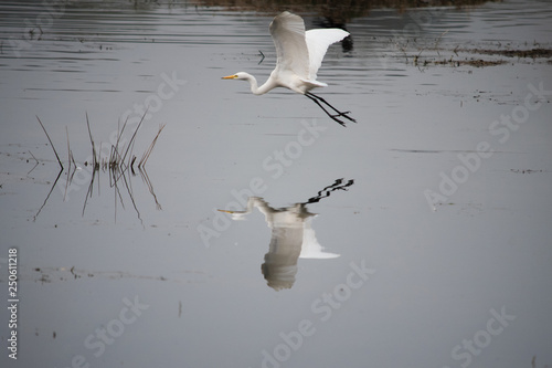 Great-egret in flight