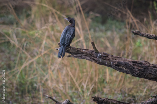 bird on a tree