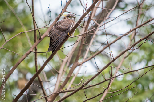 bird on branch