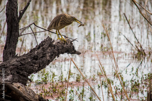Indian-pond-heron