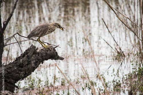 Indian-pond-heron