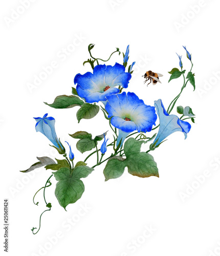 Watercolor with a flowering branch ipomoea. Beautiful blue flowers of morning glory, bumblebee are fly near. Illustration executed in traditional сhinese style, isolated on white background.
