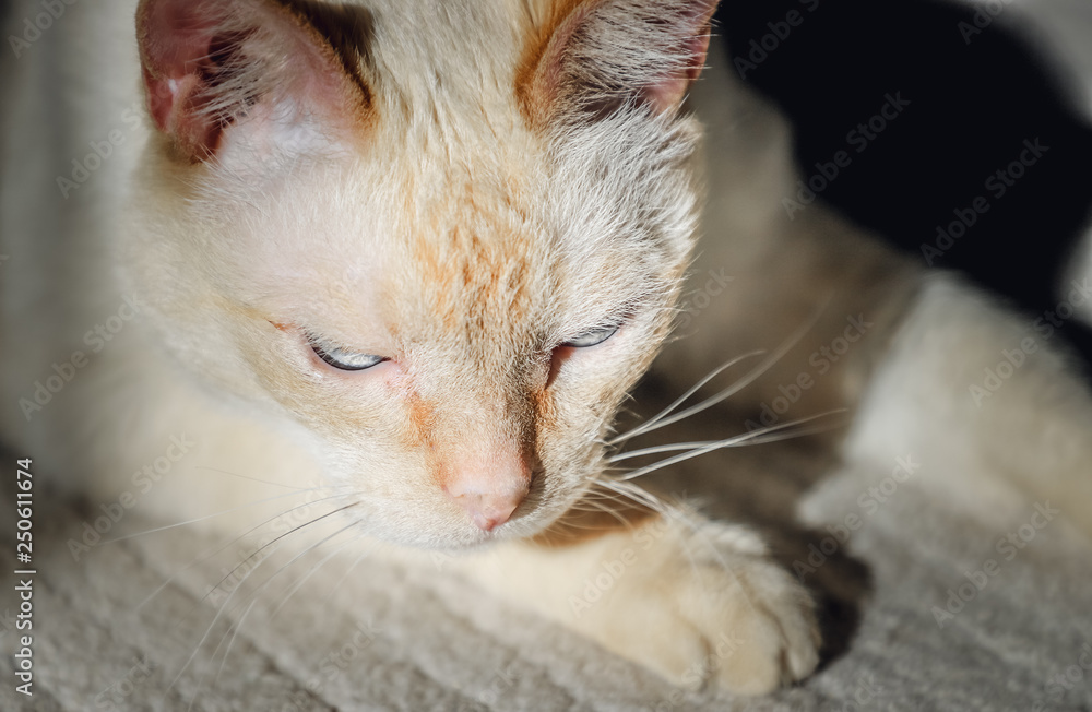 the cat lies on the floor the cat lies on the floor
