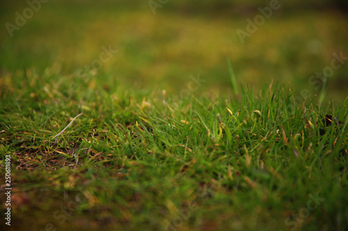 Close up of fresh thick grass with water drops in the early morning. green grass close up. Bright vibrant green grass. Bright vibrant green grass