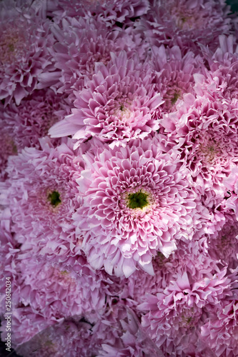 Fototapeta Naklejka Na Ścianę i Meble -  Closeup fresh flowers plant background