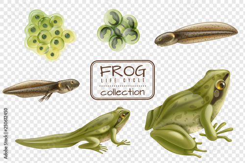 Frog Life Cycle Set 