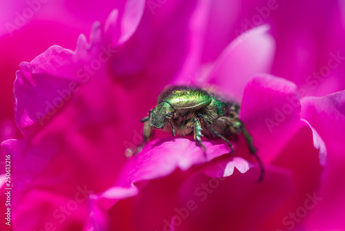 Green beetle Cetoniinae aur...