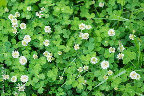 White flowers and green lea...