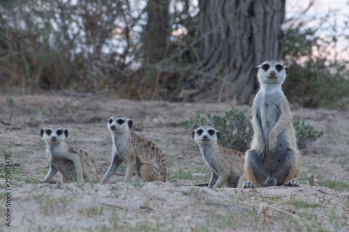 Meerkat family at dusk