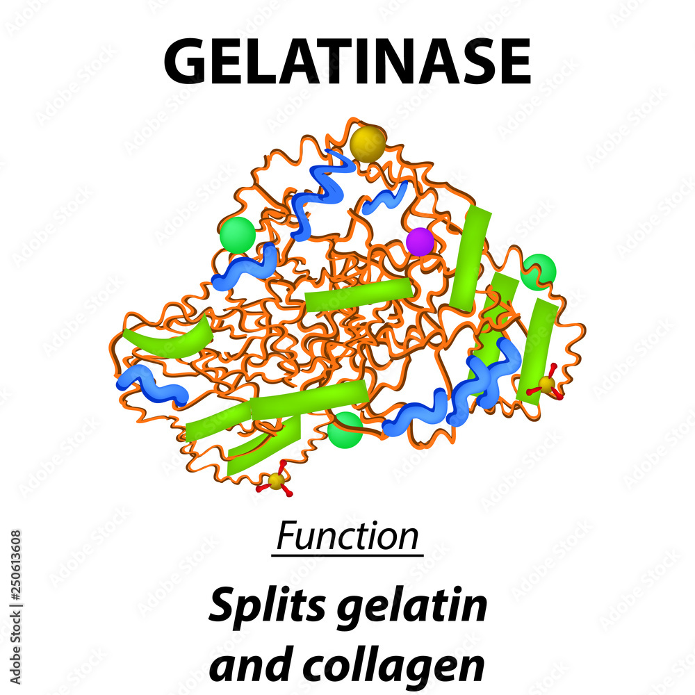 Molecular structural chemical formula gelatinase. Functions of the