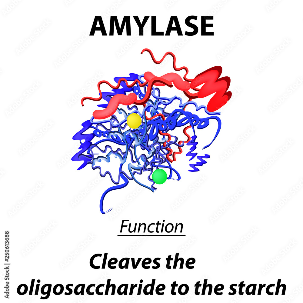 Molecular structural chemical formula of amylase. The functions of the