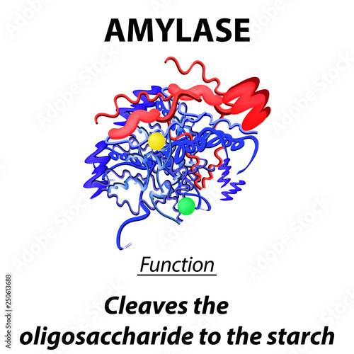 Molecular structural chemical formula of amylase. The functions of the enzyme amylase digestive tract. Breaks down starch to oligosaccharides. Infographics. Vector illustration on isolated background.