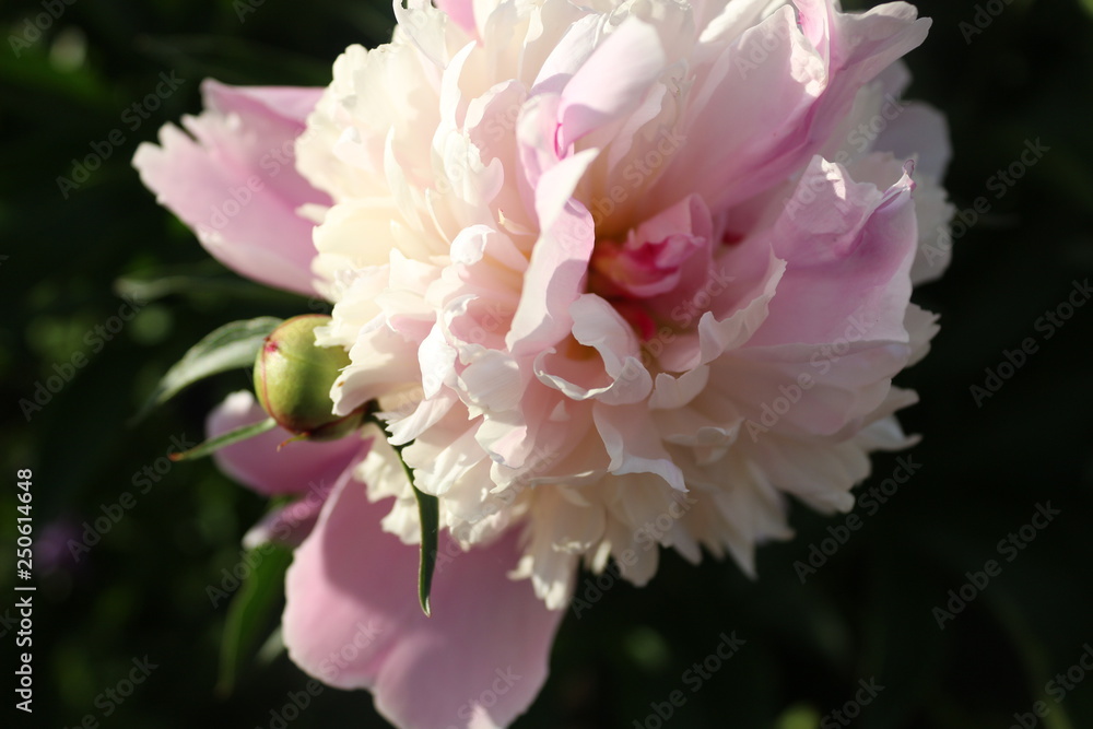 pink flower pink flower