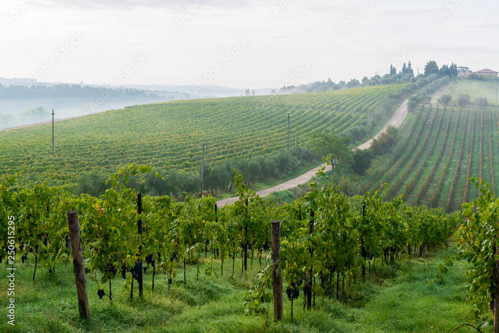 Früh morgens in den Weinbergen eines Weingutes in der Toskana im Chiantigebiet