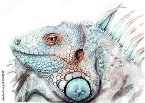 Photography watercolor drawing of animal - color iguana, sketch