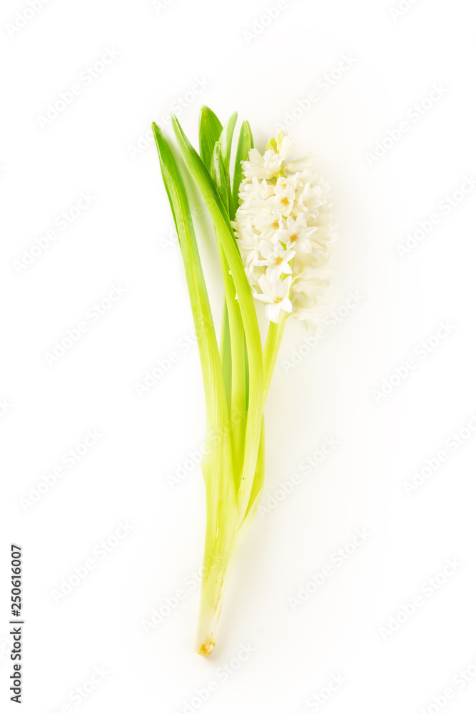 Fototapeta premium White hiacinth isolated on white background. Card design concept