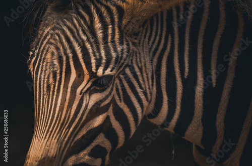  Spectacular portrait of a zebra. Animal