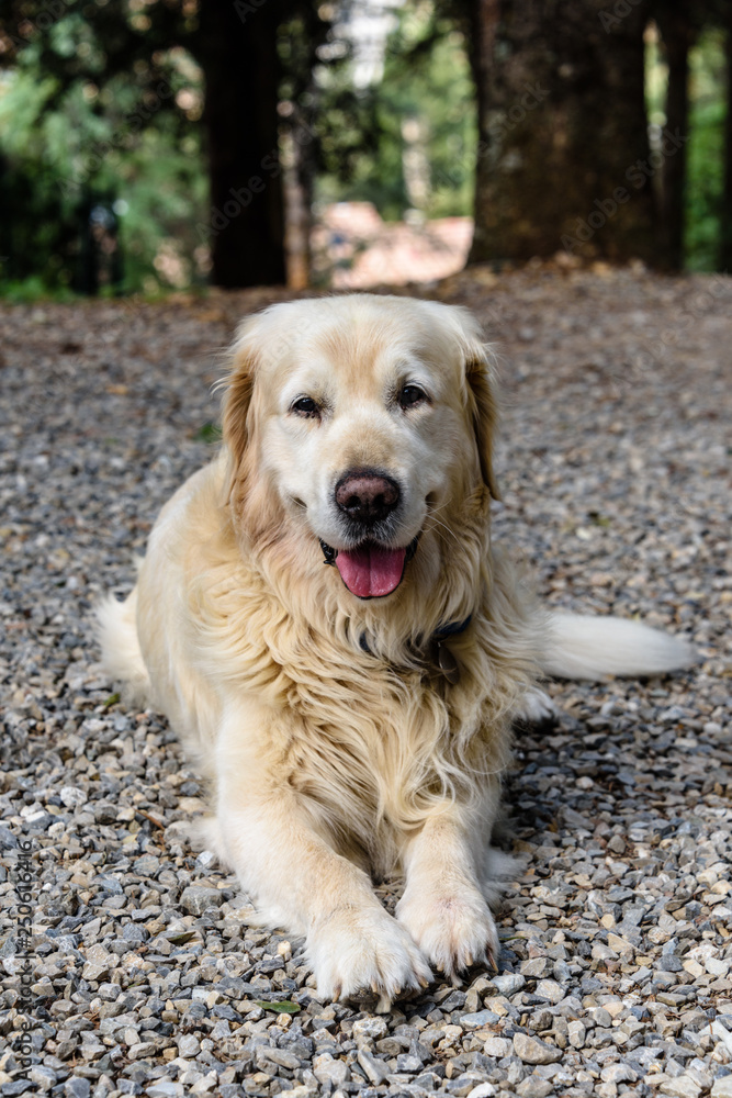 Ein Hund geduldig auf der Erde liegend auf Kommando wartend.