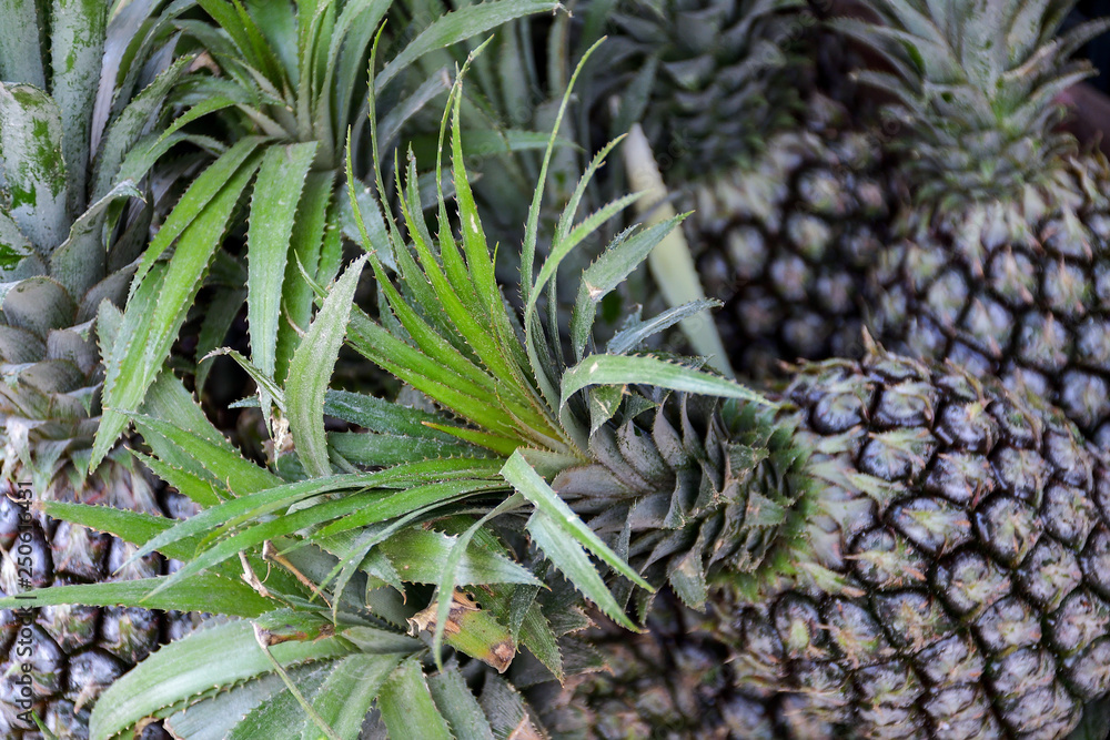 Obraz premium pineapple