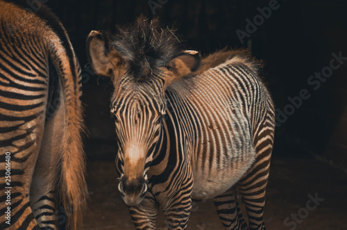  Spectacular portrait of a zebra. Animal