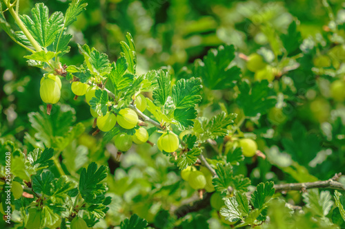 Juicy ripe gooseberries on a branch on a sunny summer day