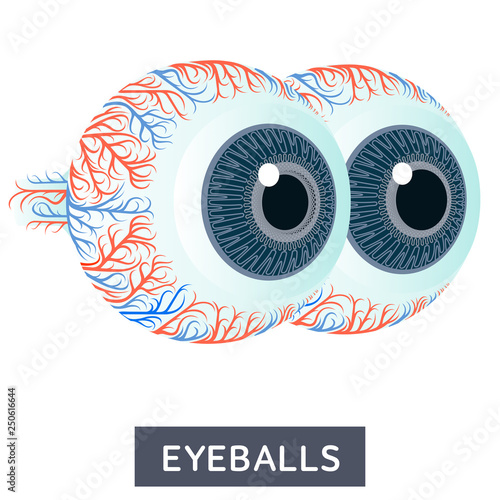 Vector flat illustrations, large human eye on a white background