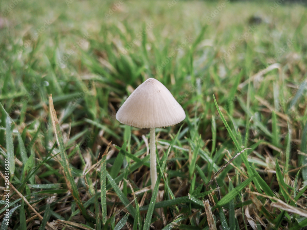 White mushroom like an umbrella with nature background. White mushroom like an umbrella with nature background.
