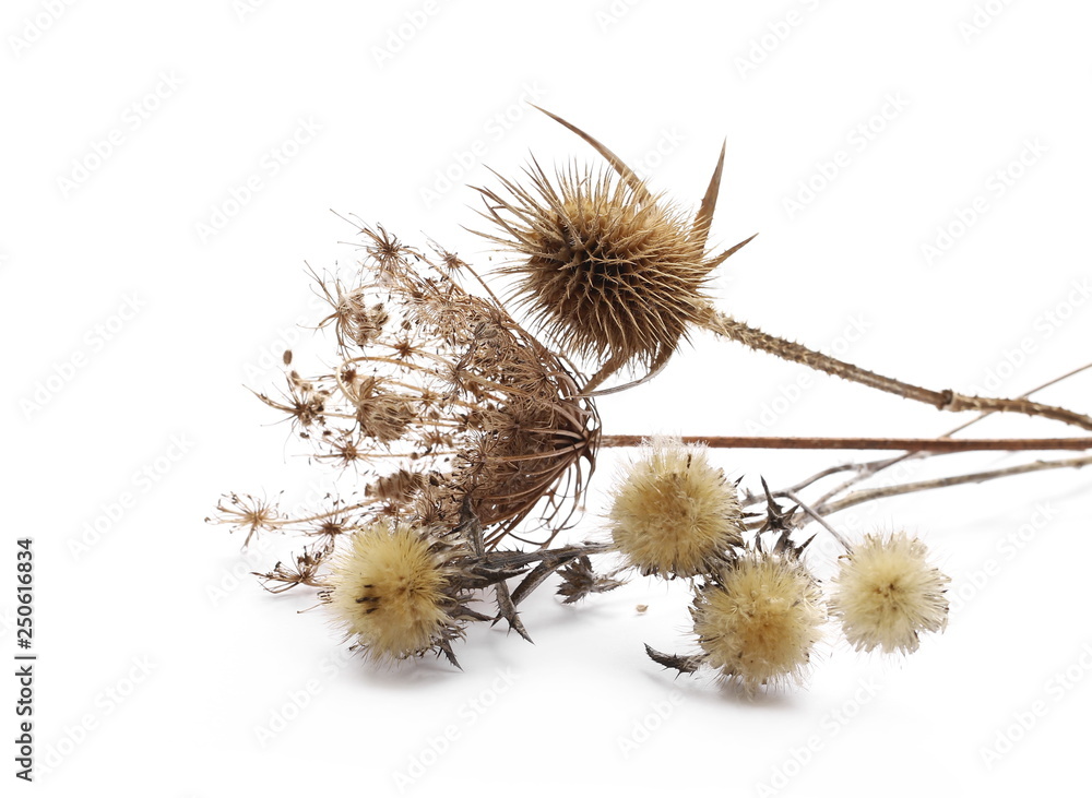 Dry field flowers isolated on white background