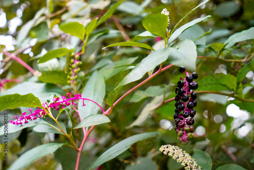 Amerikanische Kermesbeere - Phytolaccaceae the American pokeweed is a herbaceous perennial plant in the pokeweed family Phytolaccaceae  photo