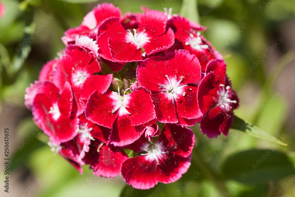 Red flowers of sweet william plant (Dianthus barbatus)