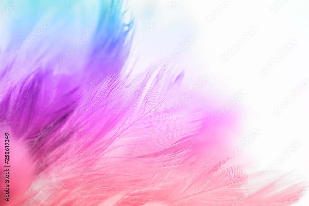 Colorful bird and chicken feathers in soft and blur style for the background, abstract art Colorful bird and chicken feathers in soft and blur style for the background, abstract art