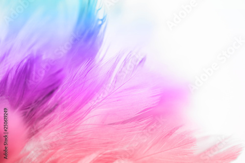 Colorful bird and chicken feathers in soft and blur style for the background, abstract art