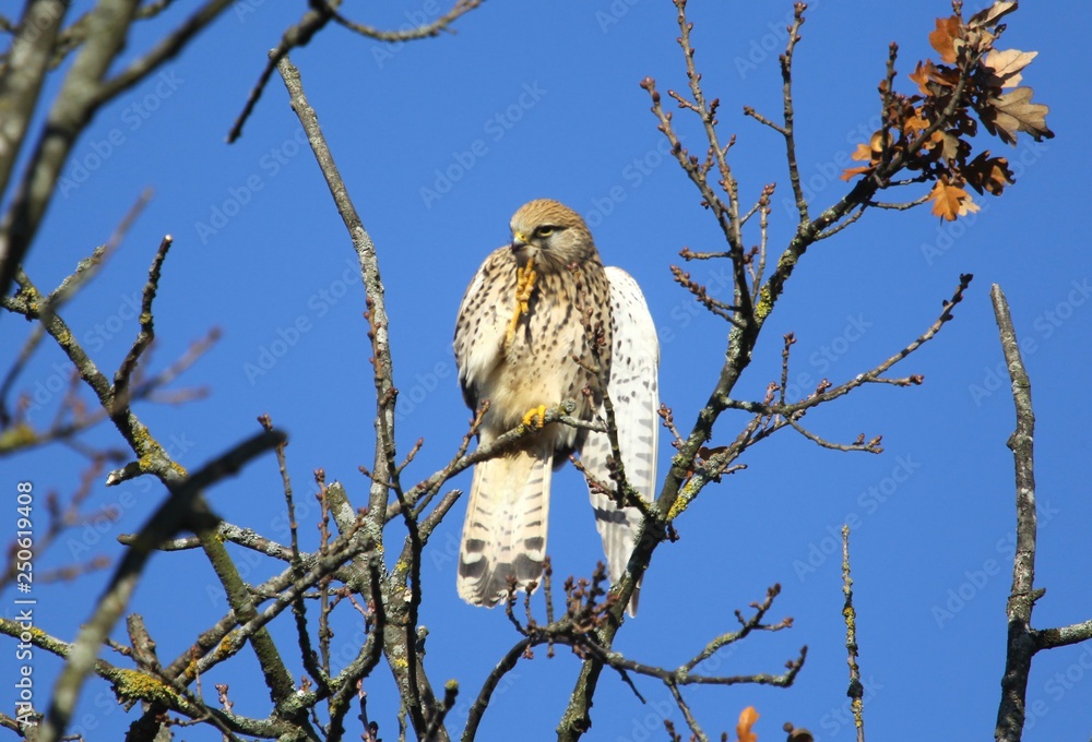 Obraz premium wanderfalke