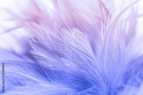 Colorful bird and chicken feathers in soft and blur style for the background  abstract art