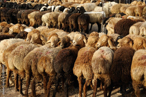 Photo Flocks of sheep displayed at livestock market in China.