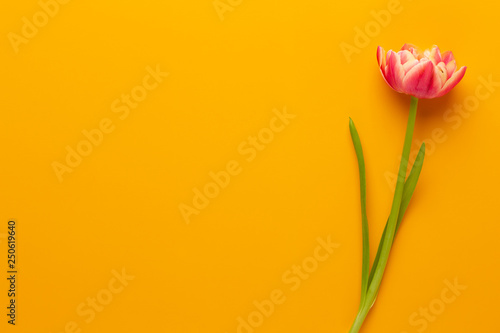 Fototapeta Naklejka Na Ścianę i Meble -  Spring flowers tulips on pastel colors background. Retro vintage style.