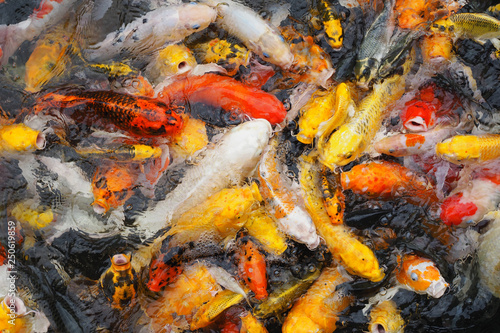Beautiful of colorful many koi fish in pond