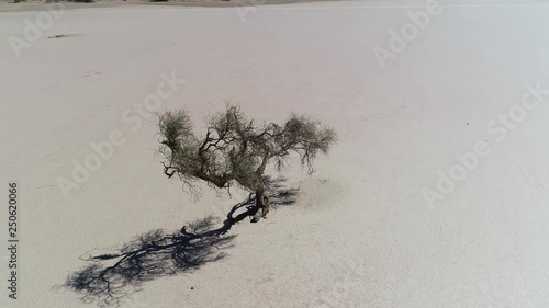 Aerial drone scene of isolated weathered tree in the midel of barreal desert at aimogasta, la rioja, argentina. Camera moving around slowly tracking tree. The andes mountains on the background. photo