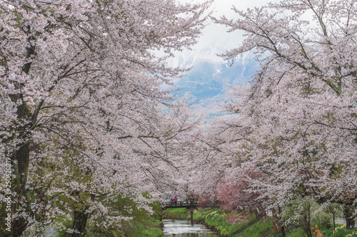 Cherry blossom with full blooming along both side of small canal at Oshino Hakkai village, Japan.