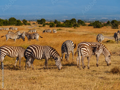 Grevy s zebras in Maasai Mara reserve  Kenya